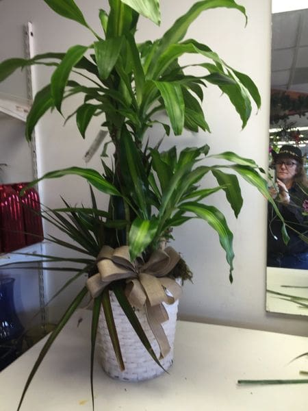 Large Combo Plant P0097 image 0