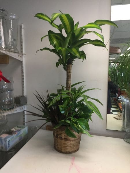Corn Plant, Mixed Plants P0088 image 0