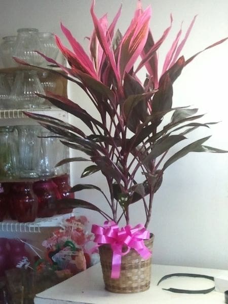 Tropical Plant P0096 image 0